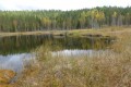 Tipico habitat di beccaccie-cedroni-forcelli Finlandese